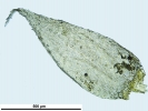 Hypnum curvifolium