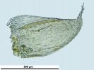 Hypnum curvifolium