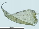 Hypnum curvifolium