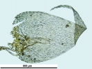 Hypnum curvifolium