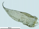 Hypnum curvifolium
