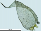 Hypnum curvifolium