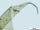 Hypnum curvifolium