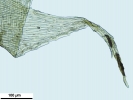 Hypnum curvifolium