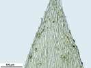 Hypnum curvifolium