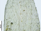 Hypnum curvifolium