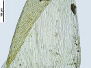 Hypnum curvifolium