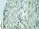 Hypnum curvifolium