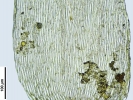 Hypnum curvifolium