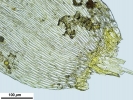 Hypnum curvifolium