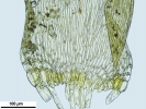 Hypnum curvifolium