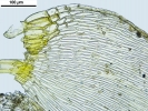 Hypnum curvifolium
