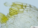 Hypnum curvifolium