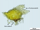 Hypnum curvifolium