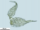 Hypnum curvifolium