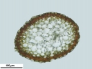 Hypnum curvifolium
