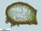 Hypnum curvifolium