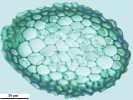 Hypnum curvifolium