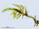 Jochenia pallescens