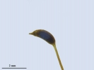Jochenia pallescens