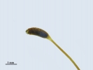 Jochenia pallescens