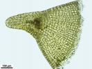 Jochenia pallescens