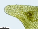 Jochenia pallescens