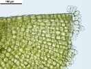 Jochenia pallescens