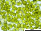Jochenia pallescens