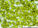 Jochenia pallescens