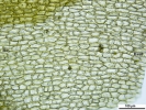 Jochenia pallescens
