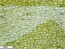 Jochenia pallescens