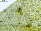 Jochenia pallescens