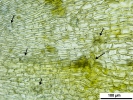 Jochenia pallescens
