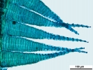 Jochenia pallescens