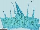 Jochenia pallescens