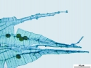 Jochenia pallescens