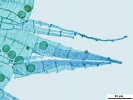 Jochenia pallescens
