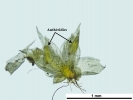 Jochenia pallescens