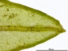 Cinclidotus riparius