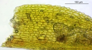 Fissidens exilis