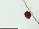 Ptychostomum touwii