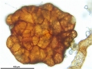 Ptychostomum touwii
