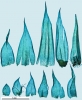 Jochenia pallescens