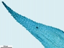 Jochenia pallescens