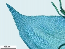 Jochenia pallescens