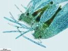 Jochenia pallescens