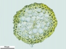 Jochenia pallescens