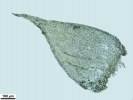 Jochenia pallescens