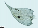 Jochenia pallescens